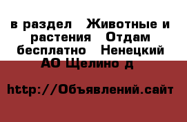  в раздел : Животные и растения » Отдам бесплатно . Ненецкий АО,Щелино д.